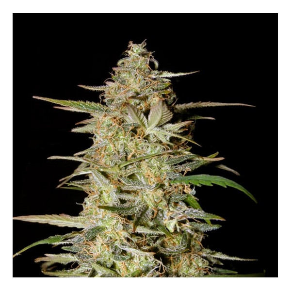 HINDU KUSH AUTO  - 1